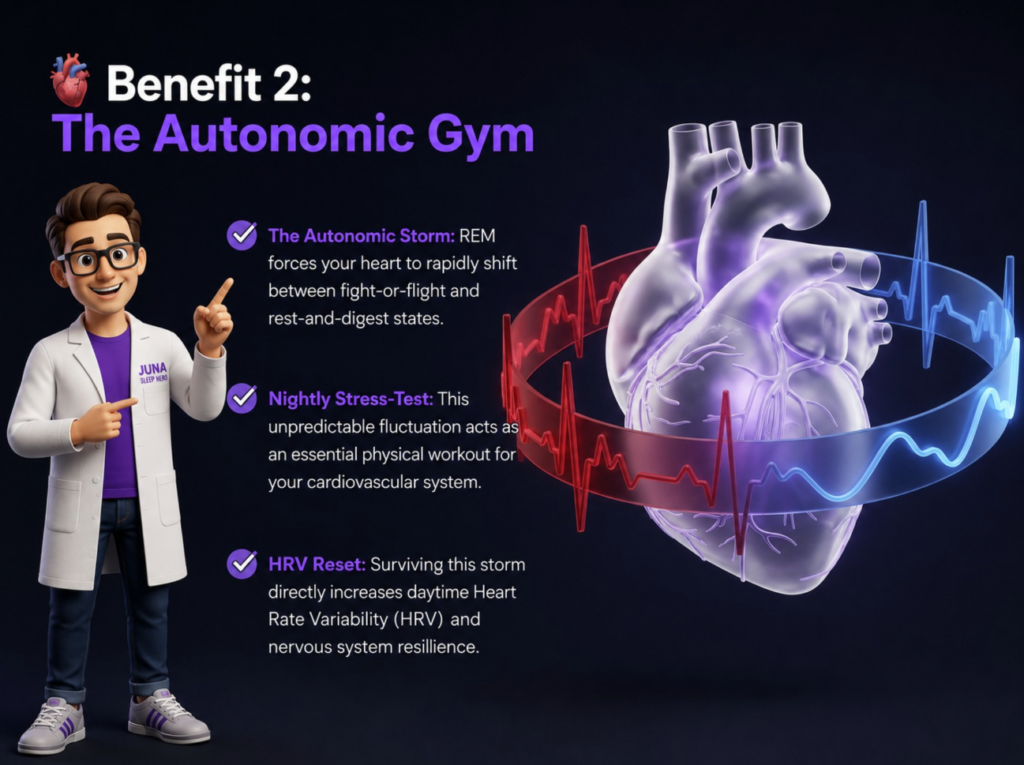 Juna-Sleep-Systems-Autonomic-Gym-Heart-Health An educational infographic for JUNA Sleep Systems explaining "Benefit 2: The Autonomic Gym." A cartoon sleep expert in a white lab coat points toward a large, translucent human heart model wrapped in a glowing ring that shifts from a jagged red EKG line to a smooth blue wave.